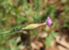 Petrorhagia prolifera