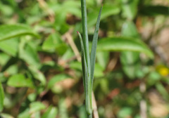 Petrorhagia prolifera