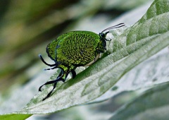 Arcas imperialis
