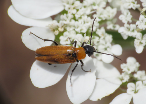 Zonitis nana