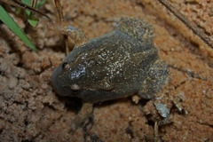 Glyphoglossus molossus