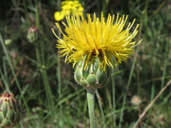 Centaurea arachnoidea
