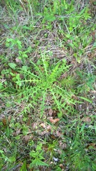 Cirsium nuttallii