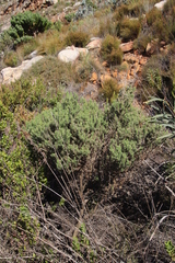 Aspalathus astroites