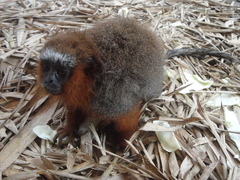 Plecturocebus discolor