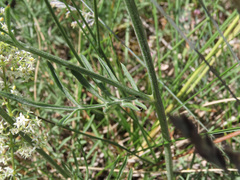 Centaurea arachnoidea
