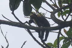 Cebus capucinus