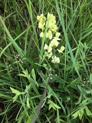 Baptisia bracteata leucophaea