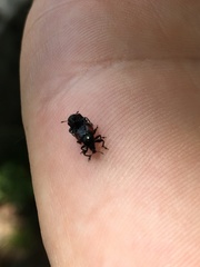 Attelabinae