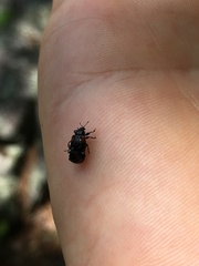 Attelabinae