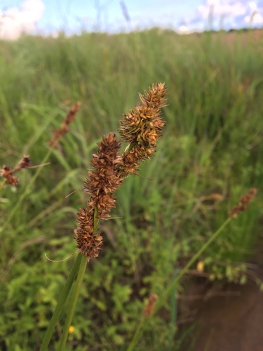 Carex fissa var. fissa