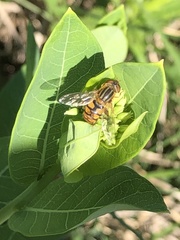 Parhelophilus laetus