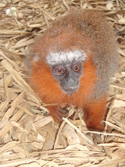 Plecturocebus discolor