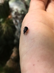 Attelabinae