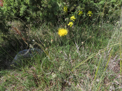 Centaurea arachnoidea