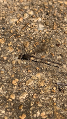 Argia tibialis