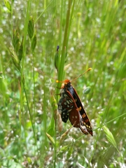 Euphydryas chalcedona chalcedona