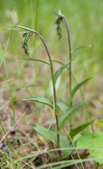 Epipactis atrorubens