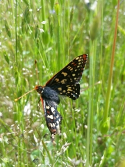 Euphydryas chalcedona chalcedona
