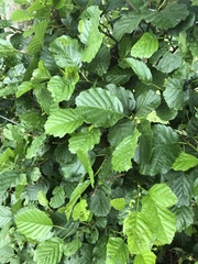 Alnus glutinosa
