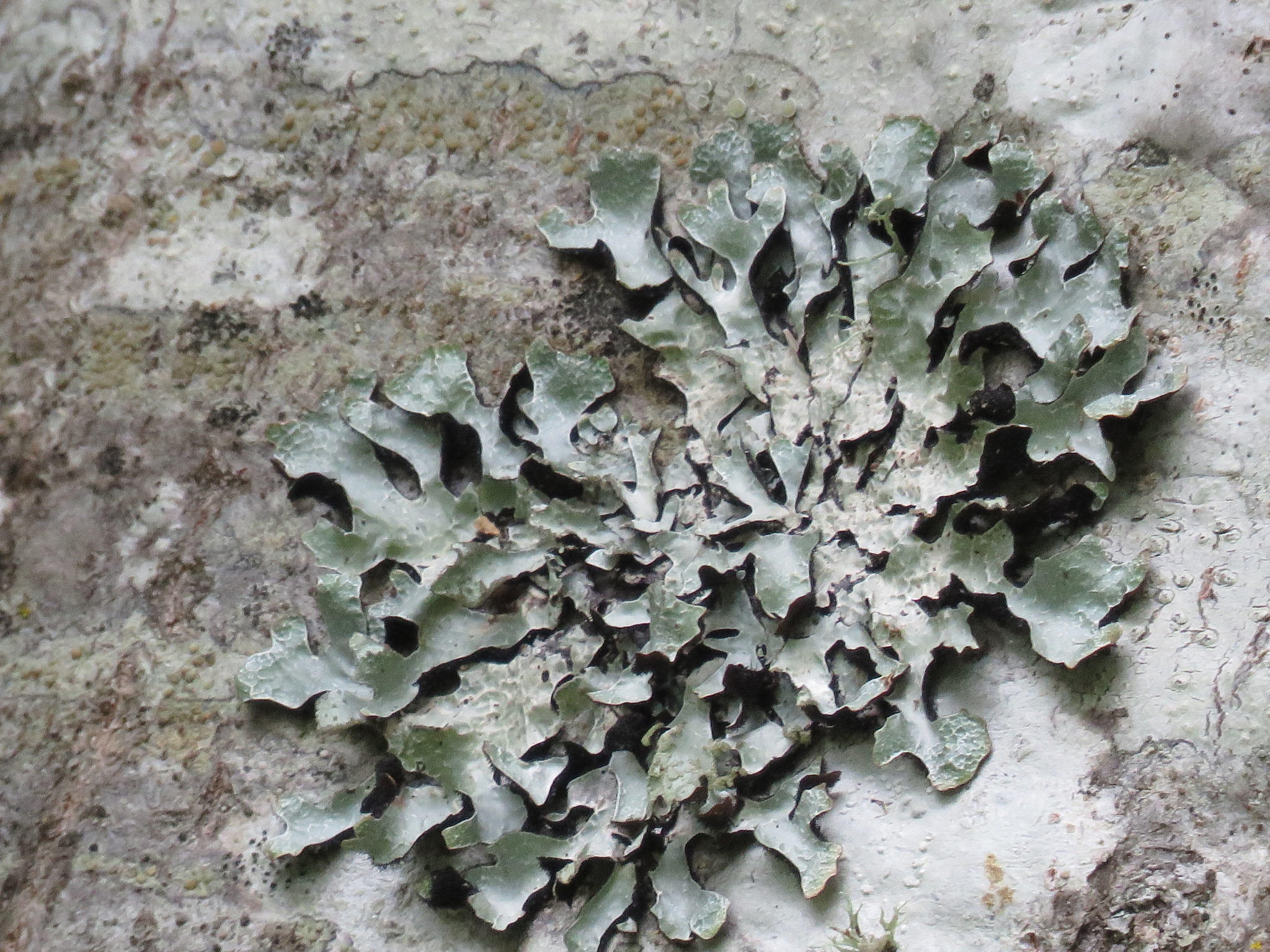 Parmelia sulcata image