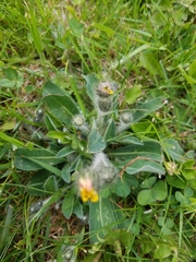 Pilosella aurantiaca