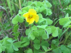 Oxalis suksdorfii