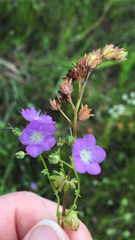 Phacelia glabra