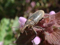 Lixus concavus