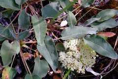 Eriogonum compositum