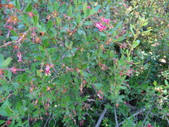 Escallonia rubra macrantha