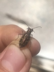 Ellipsoptera cuprascens