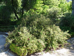 Escallonia rubra macrantha