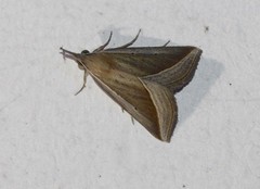 Hypena conscitalis