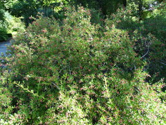 Escallonia rubra macrantha
