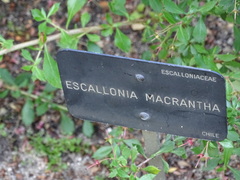 Escallonia rubra macrantha