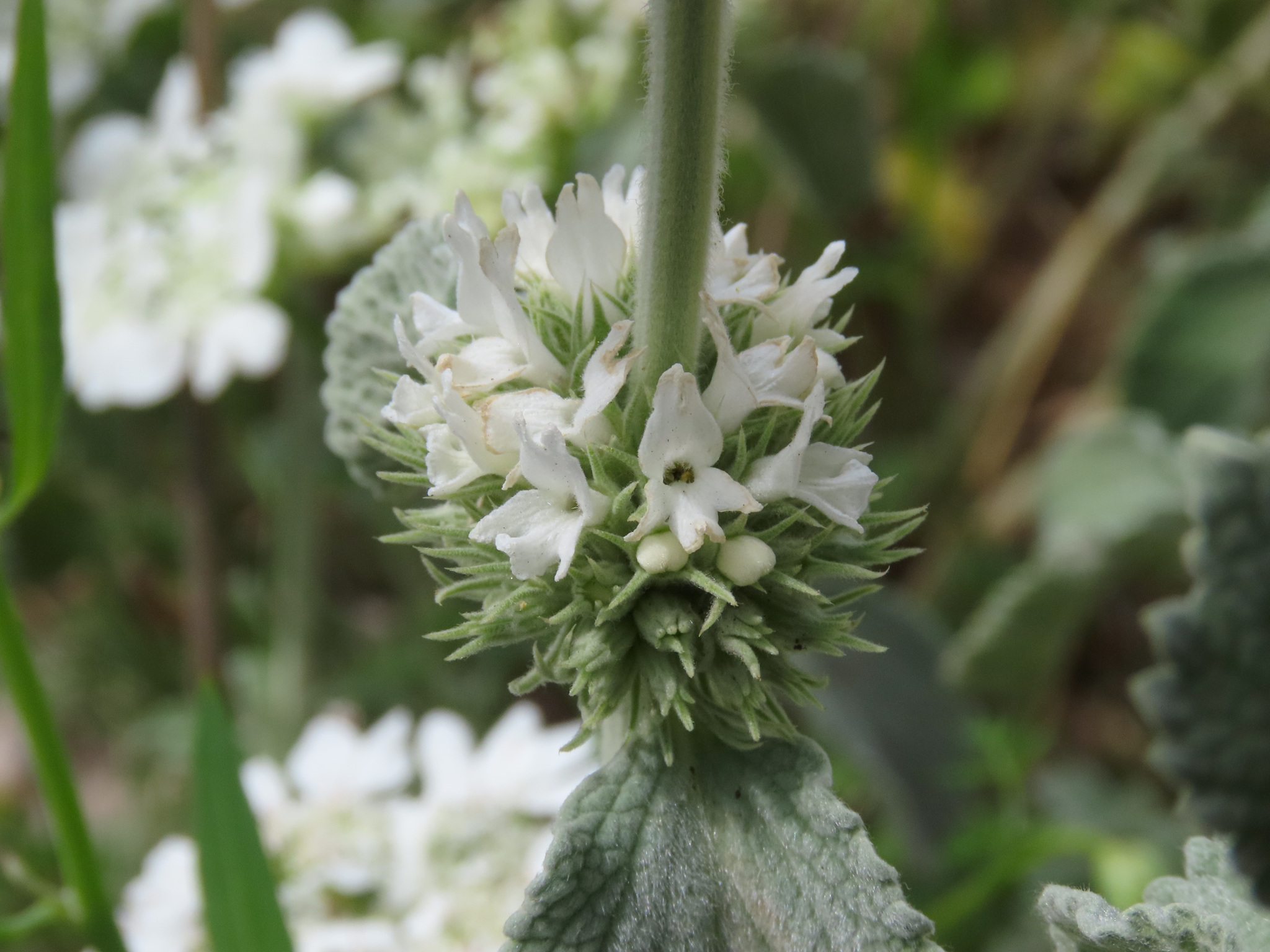 Marrubium incanum