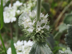 Marrubium incanum