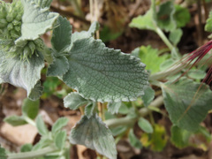 Marrubium incanum
