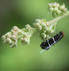 Adela septentrionella