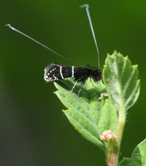 Adela septentrionella