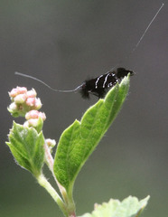Adela septentrionella
