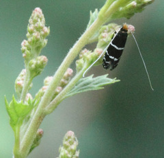 Adela septentrionella