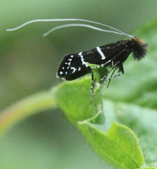 Adela septentrionella