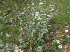 Marrubium incanum