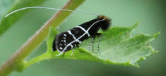 Adela septentrionella