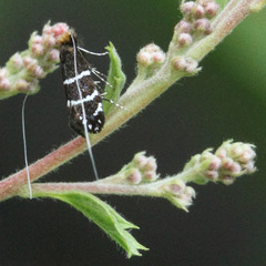 Adela septentrionella