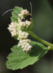 Adela septentrionella