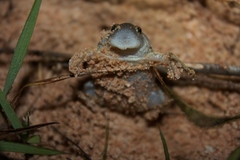 Glyphoglossus molossus