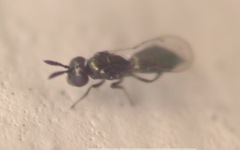 Eulophidae